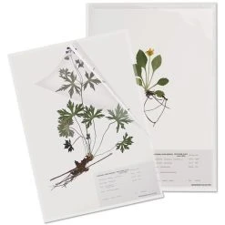Herbarium Specimen Sheet Protector 292x419mm