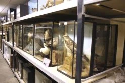 Warehouse Shelving System - Steel Shelving -tools shop longspan shelving steel panel shelves 606x404